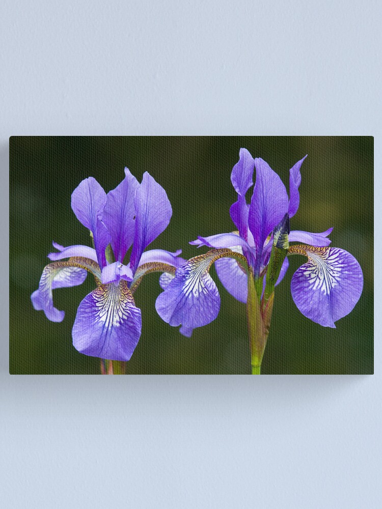 Alternate view of Purple Iris (Iris versicolor) Canvas Print