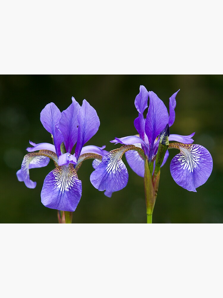 Purple Iris (Iris versicolor) by SteveChilton