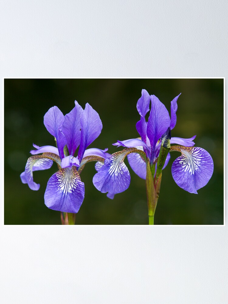 Alternate view of Purple Iris (Iris versicolor) Poster