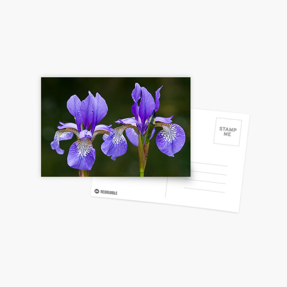 Purple Iris (Iris versicolor) Postcard