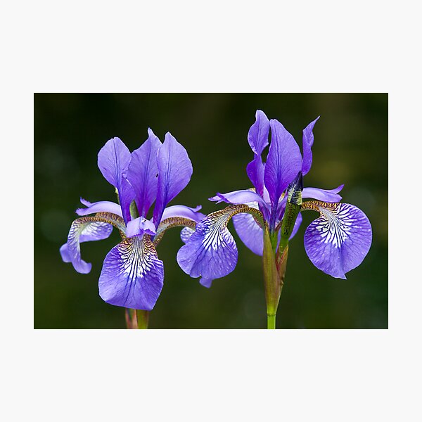 Purple Iris (Iris versicolor) Photographic Print