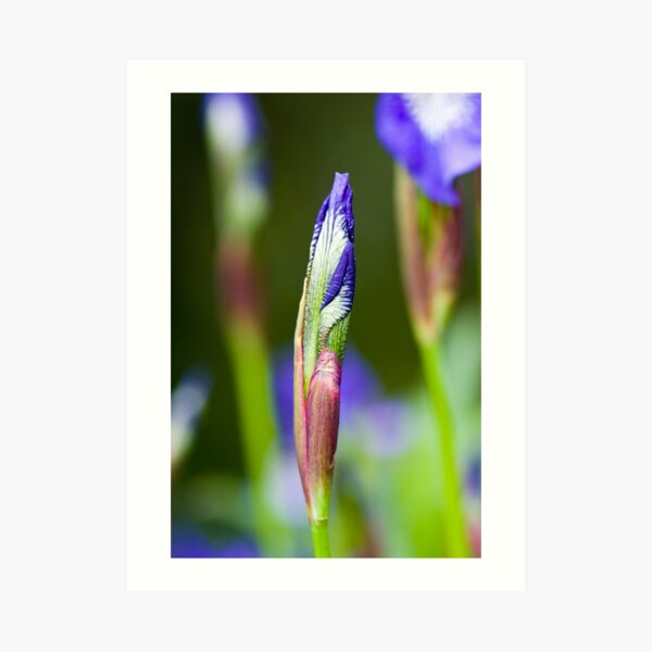 Purple Iris Bud (Iris versicolor) Art Print