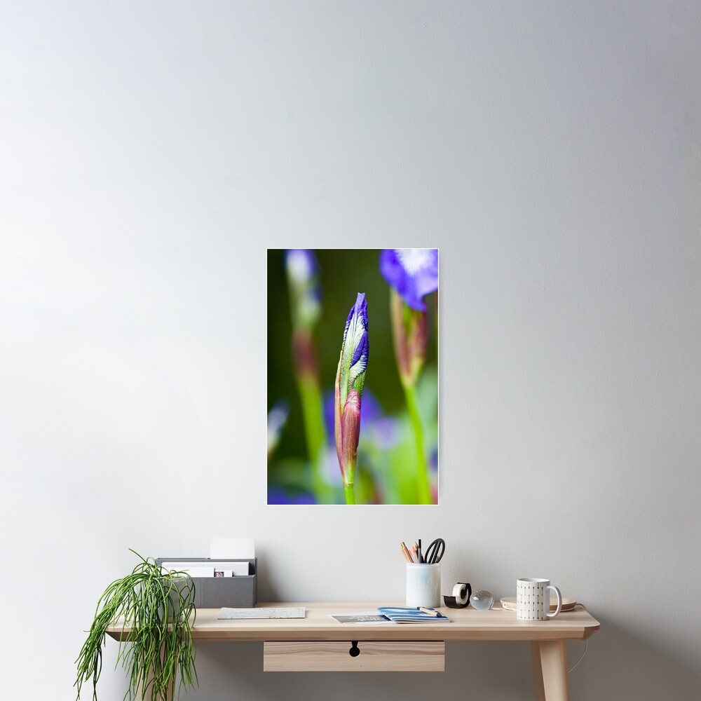 Purple Iris Bud (Iris versicolor) Poster
