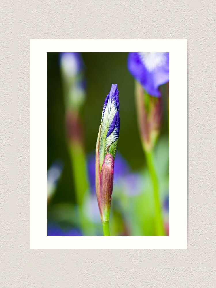 Alternate view of Purple Iris Bud (Iris versicolor) Art Print