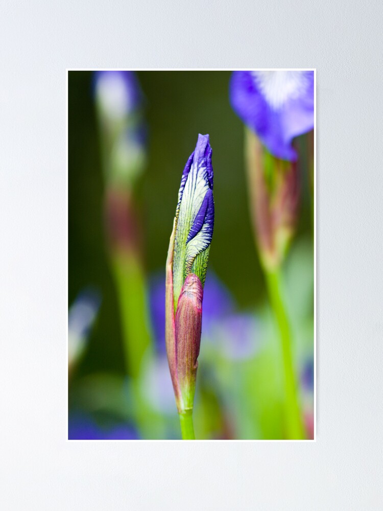 Alternate view of Purple Iris Bud (Iris versicolor) Poster