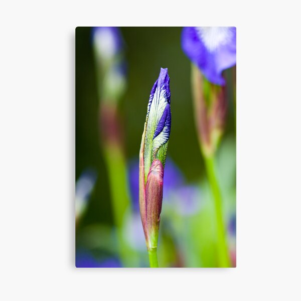 Purple Iris Bud (Iris versicolor) Canvas Print