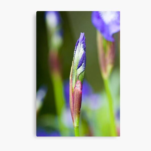 Purple Iris Bud (Iris versicolor) Metal Print
