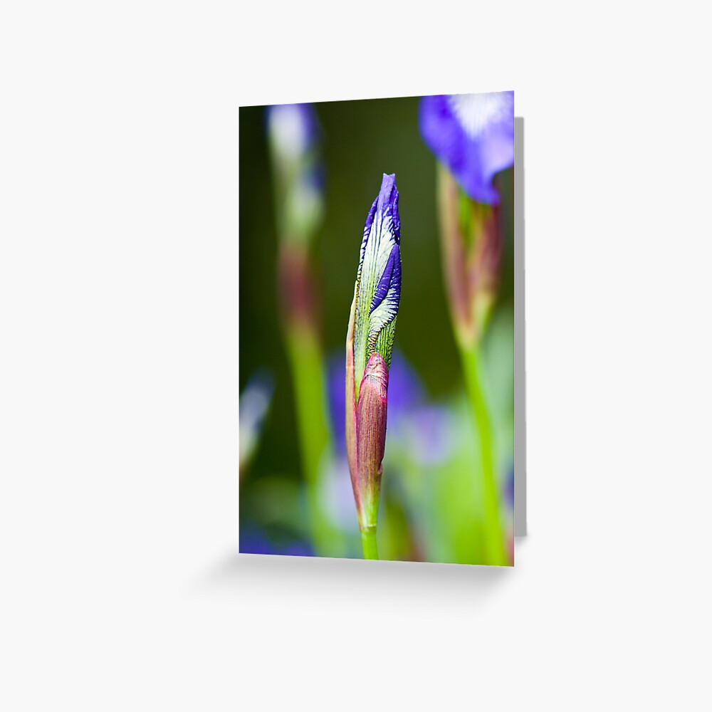 Purple Iris Bud (Iris versicolor) Greeting Card