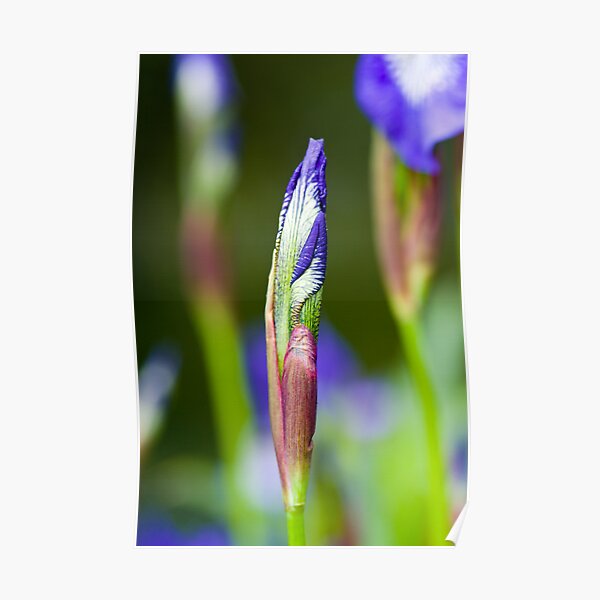 Purple Iris Bud (Iris versicolor) Poster