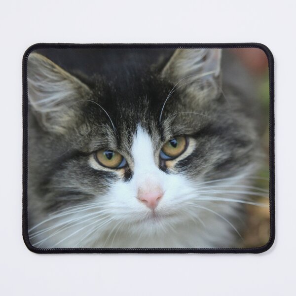 Item preview, Portrait of cute street kitten designed and sold by olena2552.