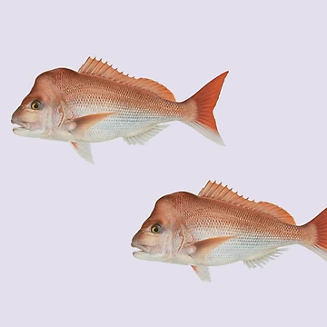 Artwork thumbnail, Large Snapper  by Reelyfishing