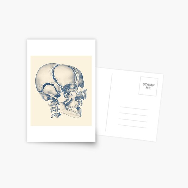 Fragmented Human Skull - Vintage Anatomy Print Drawing by Vintage