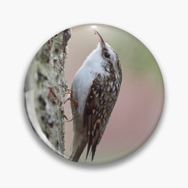 Item preview, Closer meeting. Eurasian treecreeper designed and sold by Jouko Lehto Photography.