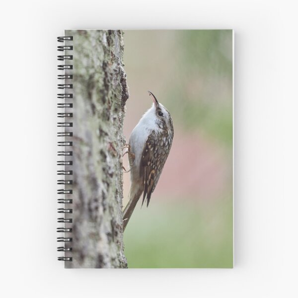 Item preview, Closer meeting. Eurasian treecreeper designed and sold by Jouko Lehto Photography.