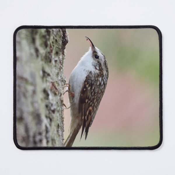 Item preview, Closer meeting. Eurasian treecreeper designed and sold by Jouko Lehto Photography.