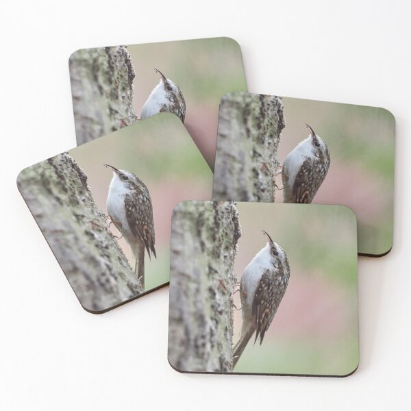 Item preview, Closer meeting. Eurasian treecreeper designed and sold by Jouko Lehto Photography.