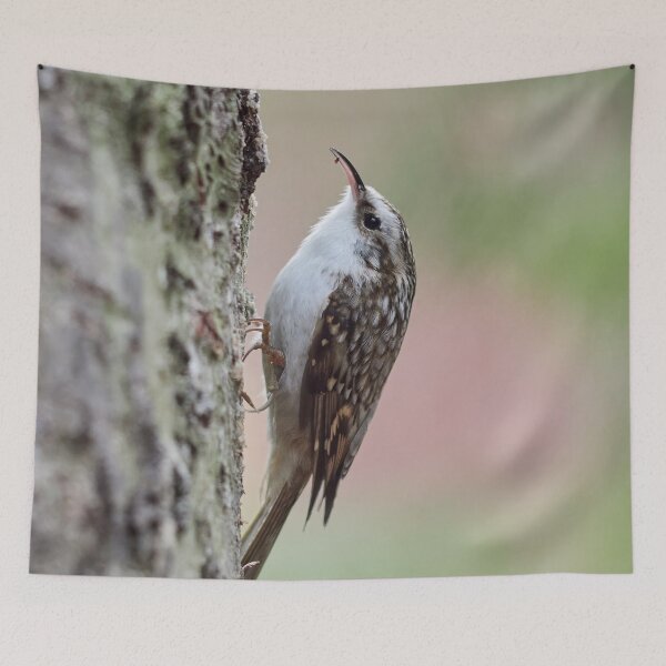 Item preview, Closer meeting. Eurasian treecreeper designed and sold by Jouko Lehto Photography.