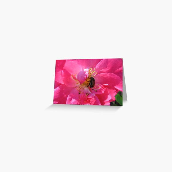 The Lateness of Summer Greeting Card