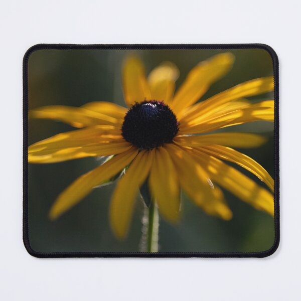 Item preview, Black-eyed Susan designed and sold by Calidris Fotografie Steffi & Ben Köppler.