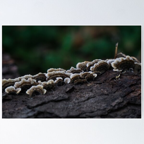 Item preview, Mushy Log designed and sold by TheeForestFox Shop.