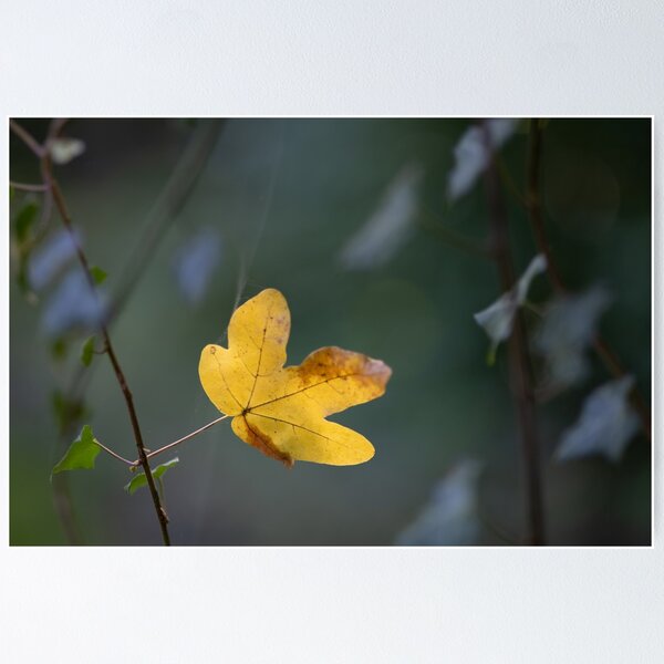 Item preview, Blatt designed and sold by Calidris Fotografie Steffi & Ben Köppler.