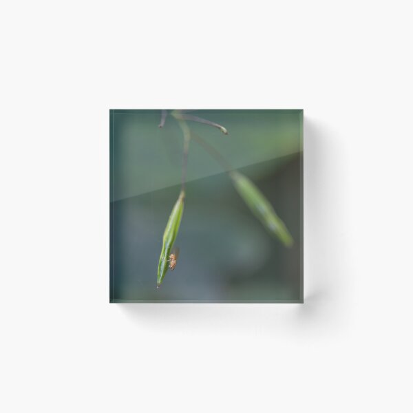 Item preview, Small-flowered touch-me-not designed and sold by Calidris Fotografie Steffi & Ben Köppler.