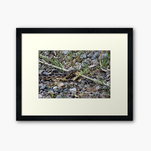 My Nemesis II - Gopher Snake Framed Art Print
