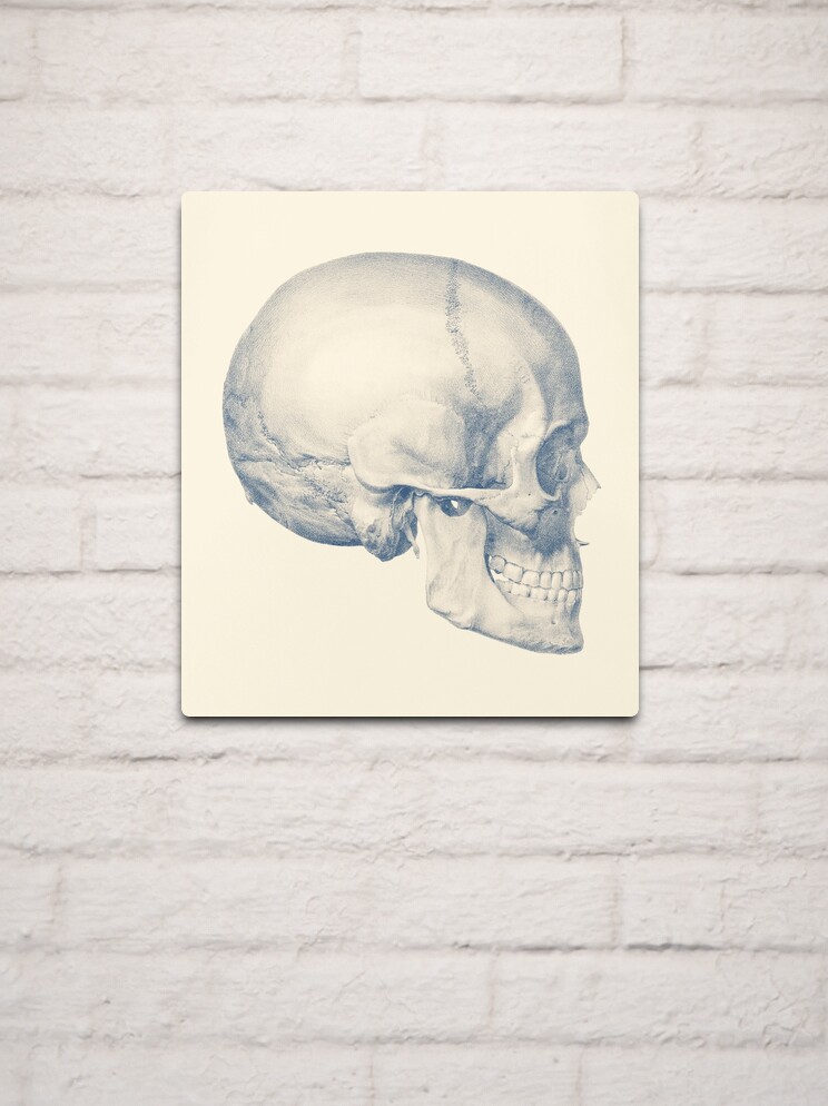 HUMAN SKULL SIDE PROFILE ANATOMY ILLUSTRATION PAINTING ART REAL