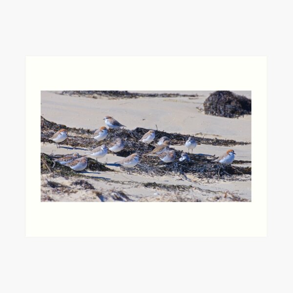 SHOREBIRD ~ Stint, Red-capped Plover, Double-banded Plover zqWvw38F by David Irwin Art Print