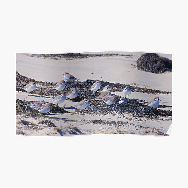 SHOREBIRD ~ Stint, Red-capped Plover, Double-banded Plover zqWvw38F by David Irwin Poster