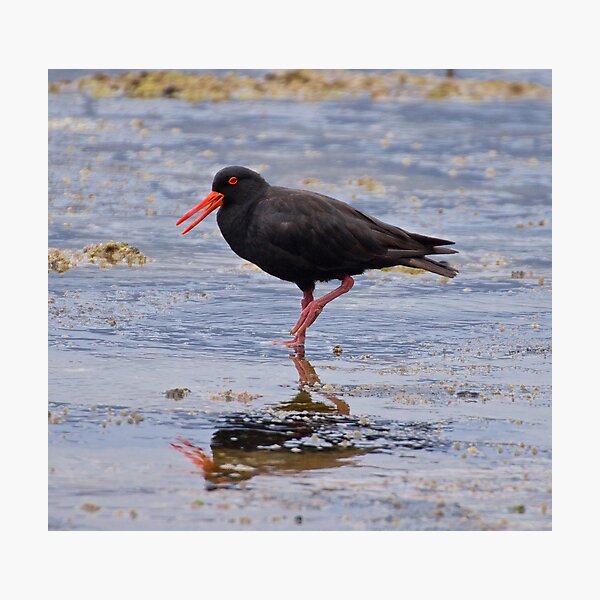 SHOREBIRD ~ Sooty Oystercatcher 5qs6iUTx by David Irwin Photographic Print