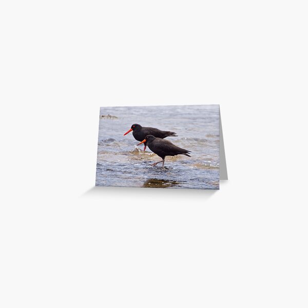 SHOREBIRD ~ Sooty Oystercatcher cJkRetsm by David Irwin Greeting Card