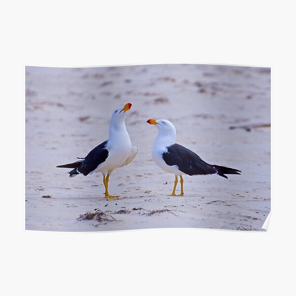 MARINE BIRD ~ Pacific Gull by David Irwin Poster