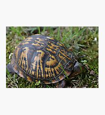 Box Turtle Photographic Print