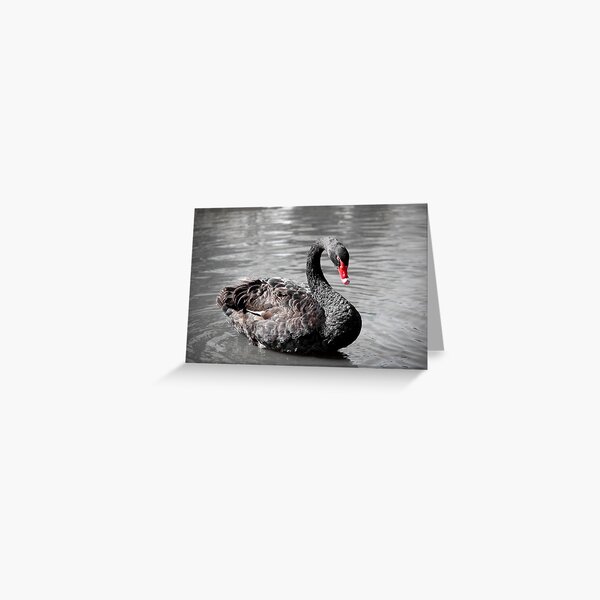 © Black swan Greeting Card