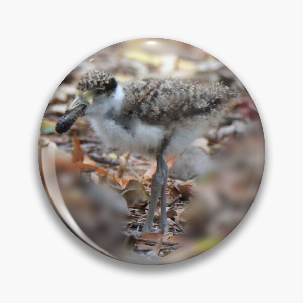 Item preview, Masked lapwing (Plover) chick feeding designed and sold by BirdsAlive.