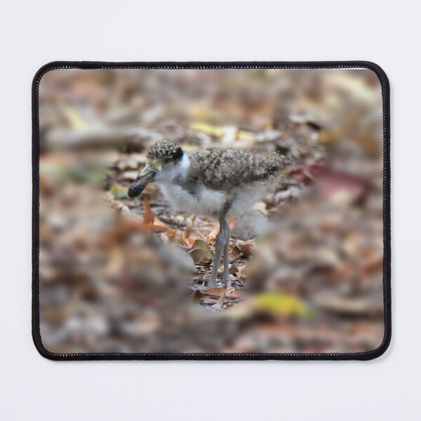 Item preview, Masked lapwing (Plover) chick feeding designed and sold by BirdsAlive.