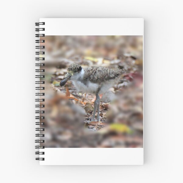 Item preview, Masked lapwing (Plover) chick feeding designed and sold by BirdsAlive.