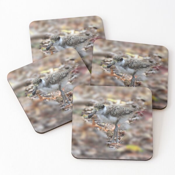 Item preview, Masked lapwing (Plover) chick feeding designed and sold by BirdsAlive.