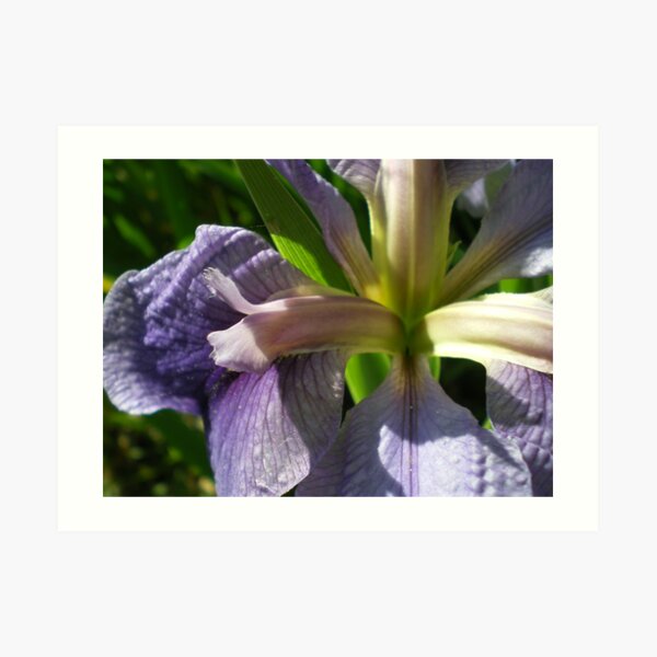 Lavender Iris Art Print