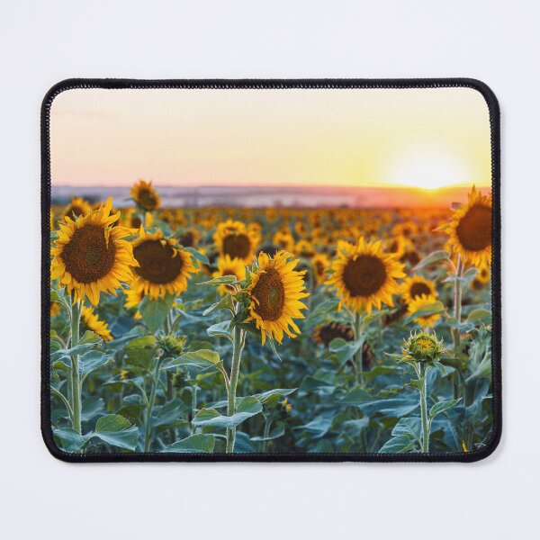 Item preview, Field of Sunflowers at Sunset designed and sold by Amy Mitchell.