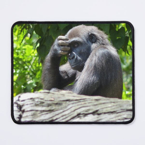 Item preview, Oh no, you again! Gorilla sitting scratching his brow, while looking at a visitor designed and sold by GinaMarie-PV.