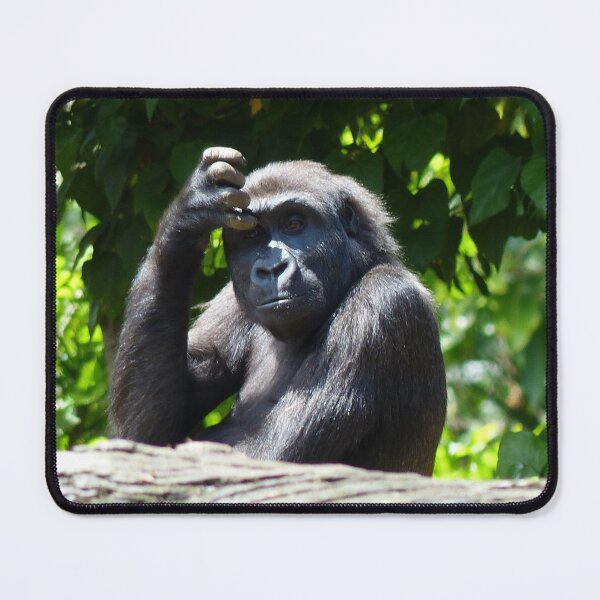 Item preview, What Was That? Gorilla scratching an eye lid, looking at the visitor designed and sold by GinaMarie-PV.