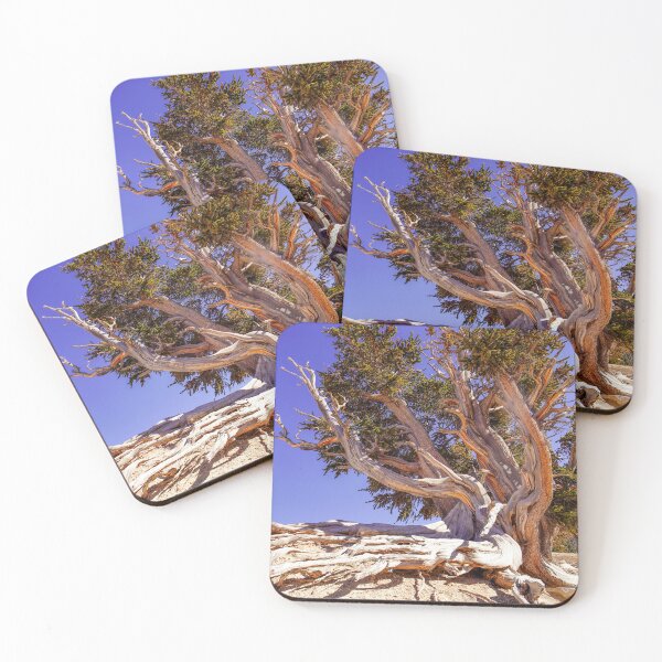 Item preview, Majestic Bristlecone Pine designed and sold by Julie Navitka.