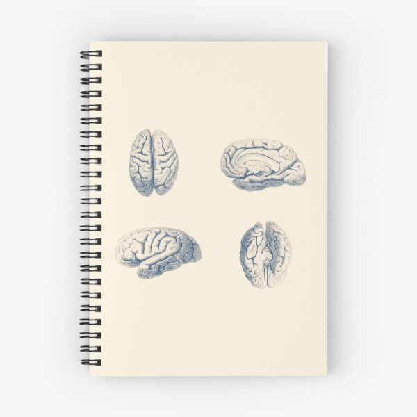 Item preview, Human Brain Anatomy - Simple Multi-View designed and sold by VAposters.