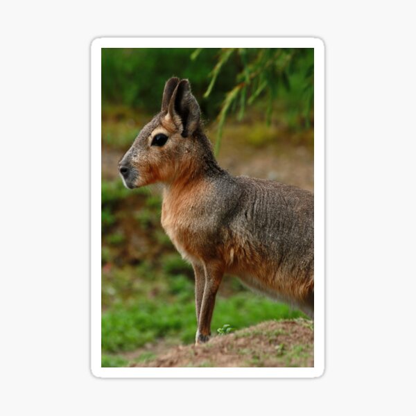 #1370 - Patagonian Cavy Sticker