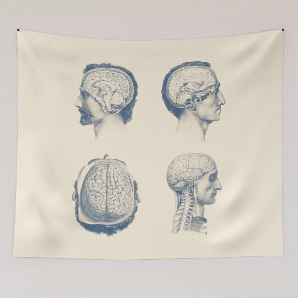 Item preview, Male Brain Anatomy - Multi-View designed and sold by VAposters.