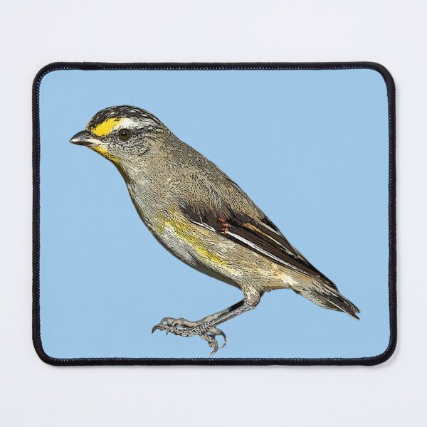 Item preview, Striated Pardalote Color Design  designed and sold by designsasstultd.