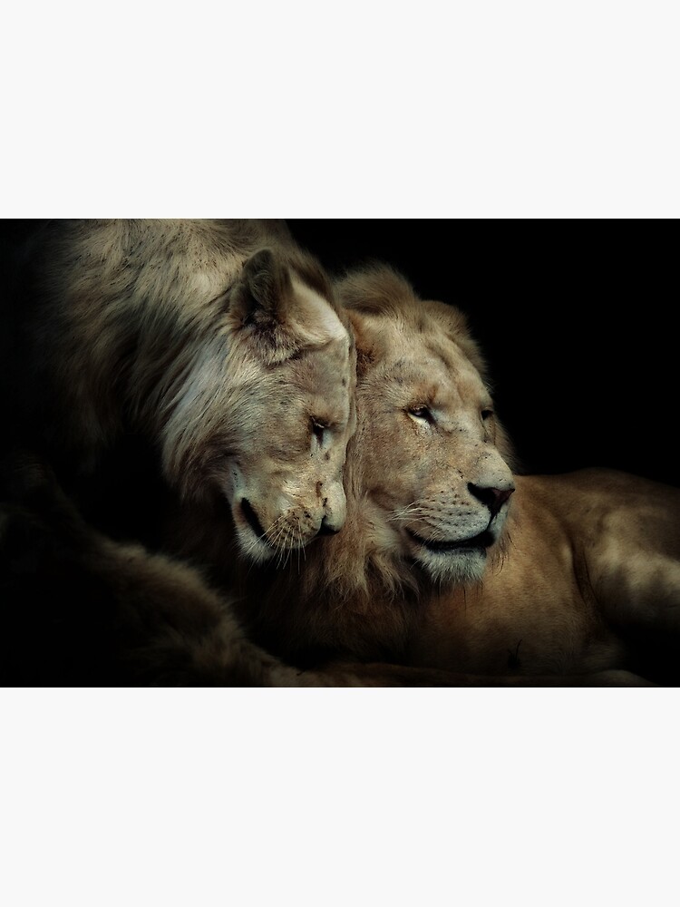 White Lions by Durberville