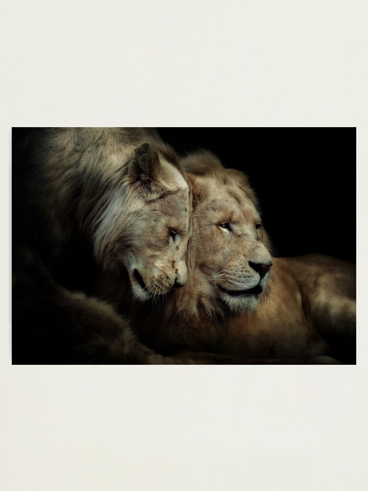Alternate view of White Lions Photographic Print